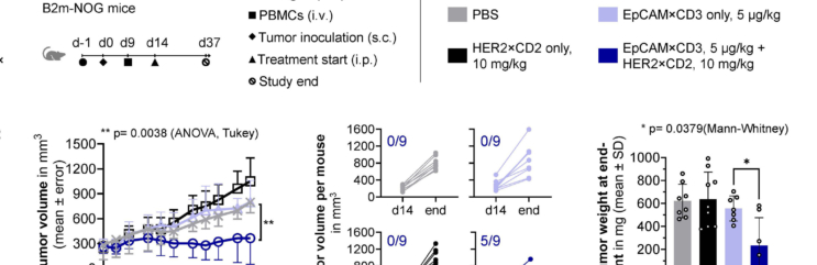A Novel CD2-Targeted Costimulatory Bispecific Antibody Platform
