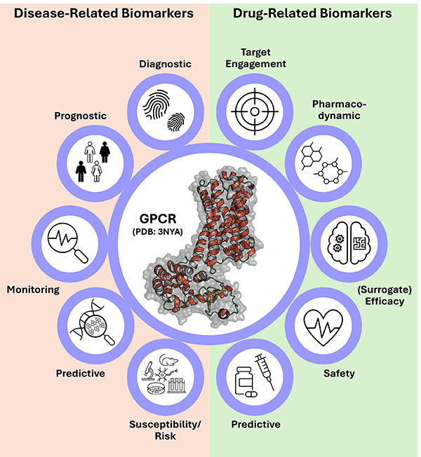 Overview of biomarker categories used in drug development, including diagnostic, prognostic, monitoring, predictive, susceptibility, target engagement, pharmacodynamic, and safety biomarkers, showing how they support disease classification, patient stratification, treatment response assessment, and risk management.