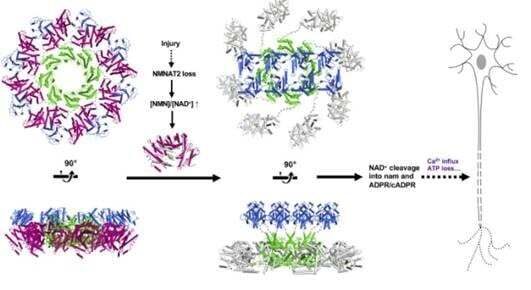Metabolic sensor article graph