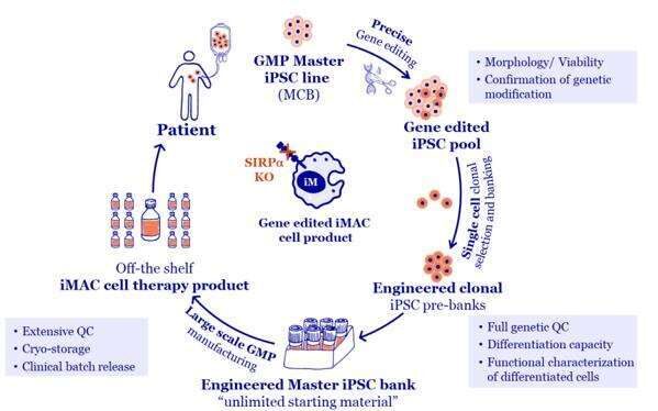 Combatting Solid Tumors Fig 3