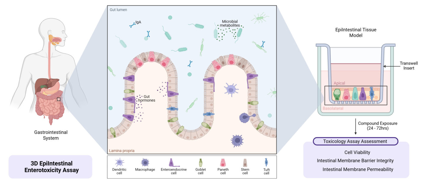 Epi Intestinal Model Graphic