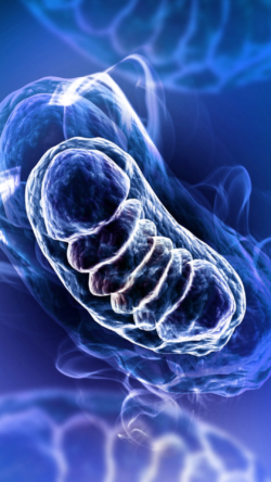 NA Ms Cyprotex Mitochondria