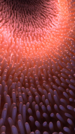 NA Ms Cyprotex enterotoxicity