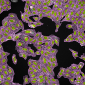 Cell Painting Cyprotex