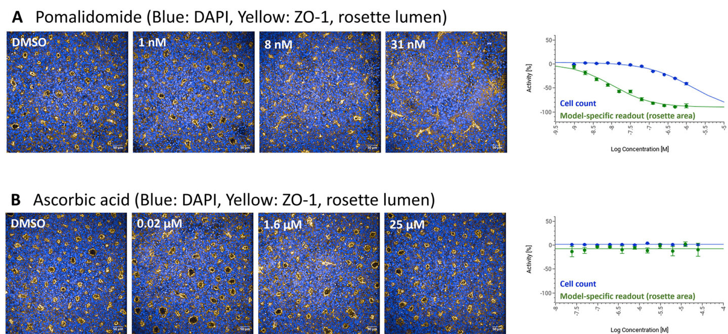 Representative example immunofluorescent images and dose response curves demonstrating the effect of (A) pomalidomide (teratogen) and (B) ascorbic acid (non-teratogen) on the Neural Rosette model. Blue: DAPI, Yellow: ZO-1 marking the rosette lumen.