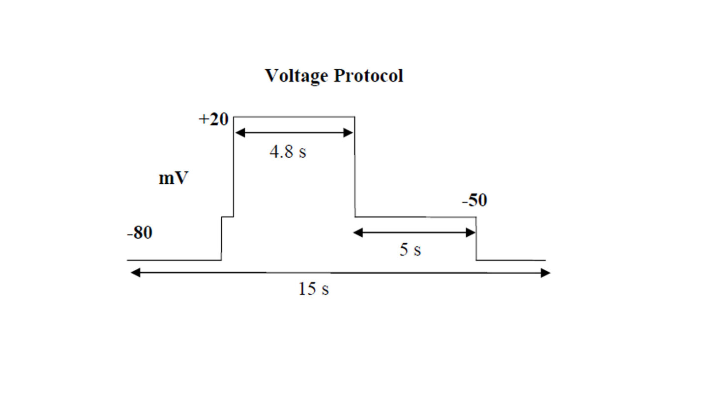 H ERG fig 2