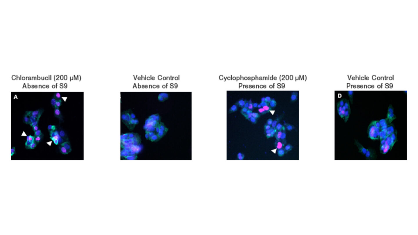 Y H2 AX double strand DNA damage fig 1