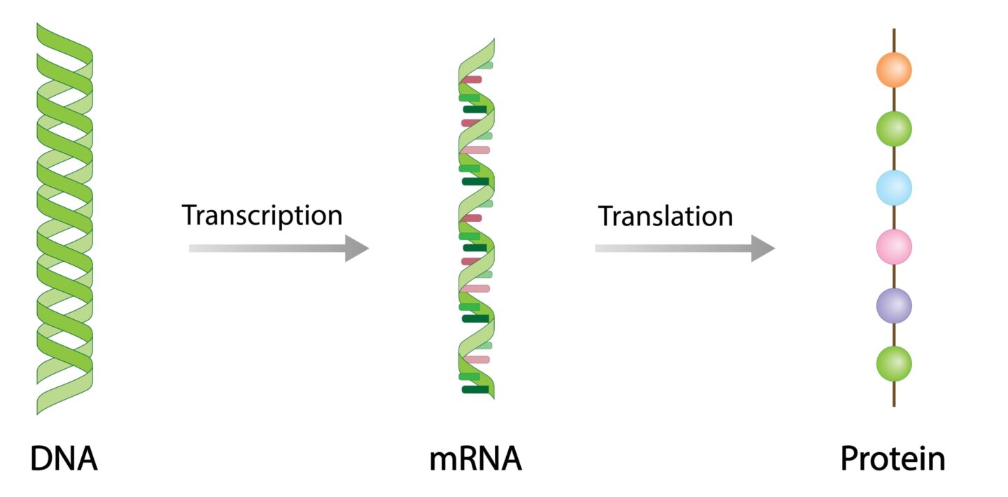 Diagram showing the central dogma of molecular biology: DNA transcribed into mRNA, which is translated into a protein sequence.
