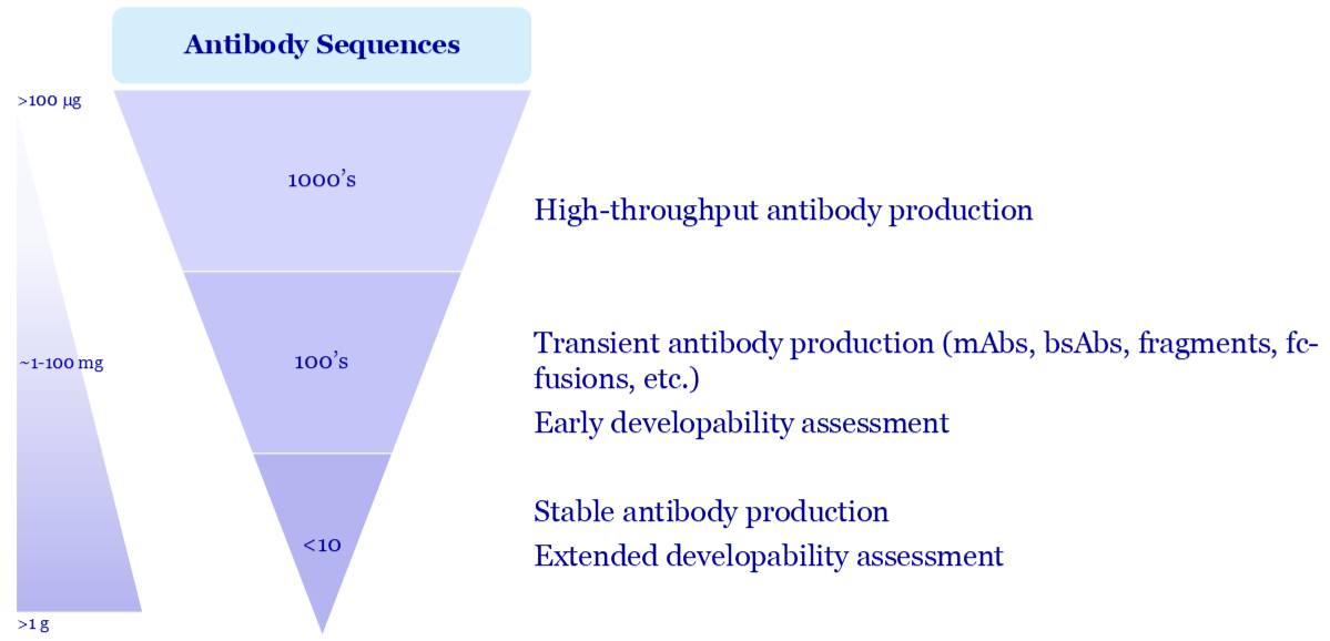 Evotec supports antibody drug development with scalable production, from high-throughput transient expression to stable multigram manufacturing. Early and extended developability assessments ensure high-quality biologics, including monoclonal and bispecific antibodies, fragments, and Fc-fusions.