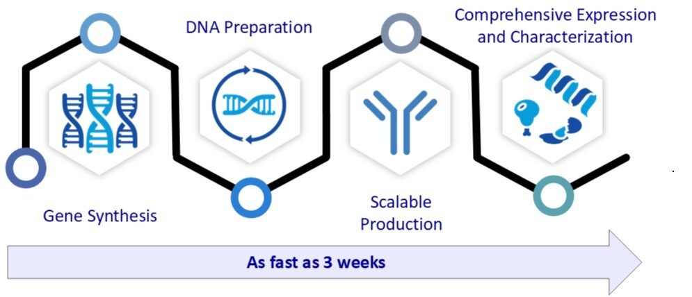 Evotec’s biologics production workflow spans gene synthesis, DNA preparation, scalable antibody production, and characterization, delivering high-quality biologics in as little as three weeks.