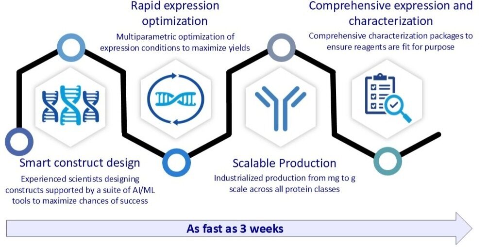 Infographic showing Evotec’s recombinant protein production workflow: smart construct design, rapid expression optimization, scalable production from mg to g, and comprehensive characterization.