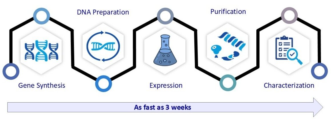 Workflow diagram illustrating Evotec’s protein expression process from gene synthesis and DNA preparation to expression, purification, and characterization, completed in as fast as 3 weeks.