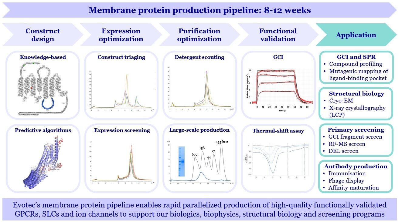 Evotec’s integrated membrane protein pipeline enables rapid, parallelized production of high-quality GPCRs, ion channels, and transporters. Covering construct design, expression, purification, and validation, this platform supports applications in biophysics, structural biology, antibody generation, and screening programs.