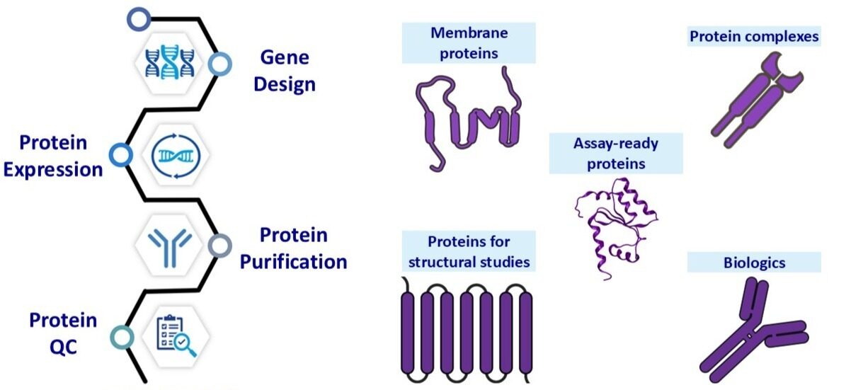 Evotec provides a seamless protein sciences pipeline, from gene design and protein expression to purification and QC, delivering reproducible, application-ready proteins for drug discovery, structural biology, and biologics development.