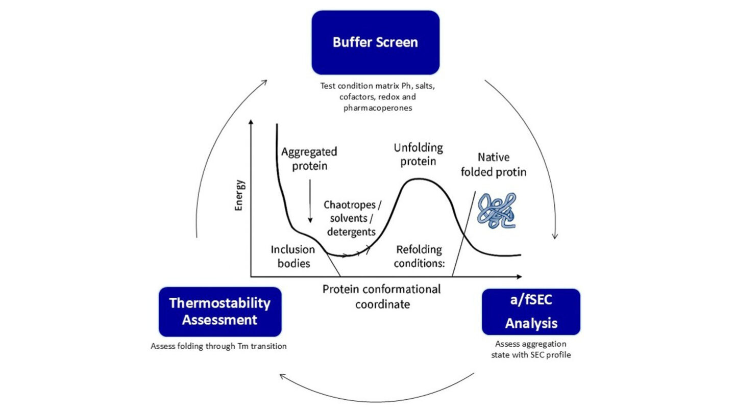 Diagram illustrating Evotec’s protein refolding process, including buffer screening, thermostability assessment, and a/fSEC analysis to optimize folding from inclusion bodies to native proteins.