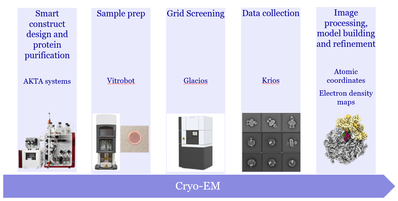 Cryo EM workflow at Evotec from sample prep to structural insight