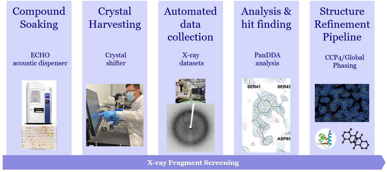 Crystallographic Fragment Screening Workflow from compound soaking to structure refinement
