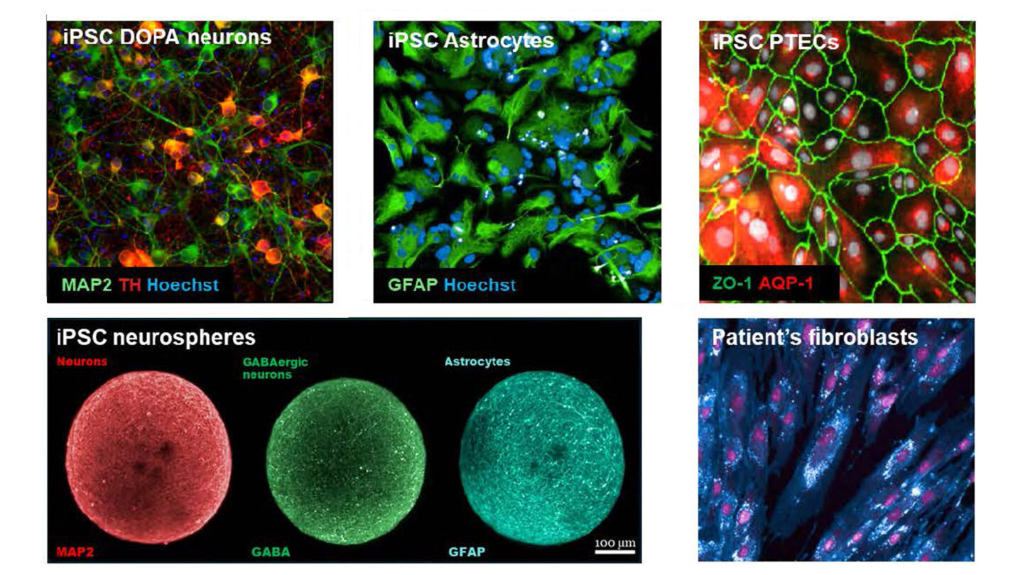 Cells Employed For In Vitro