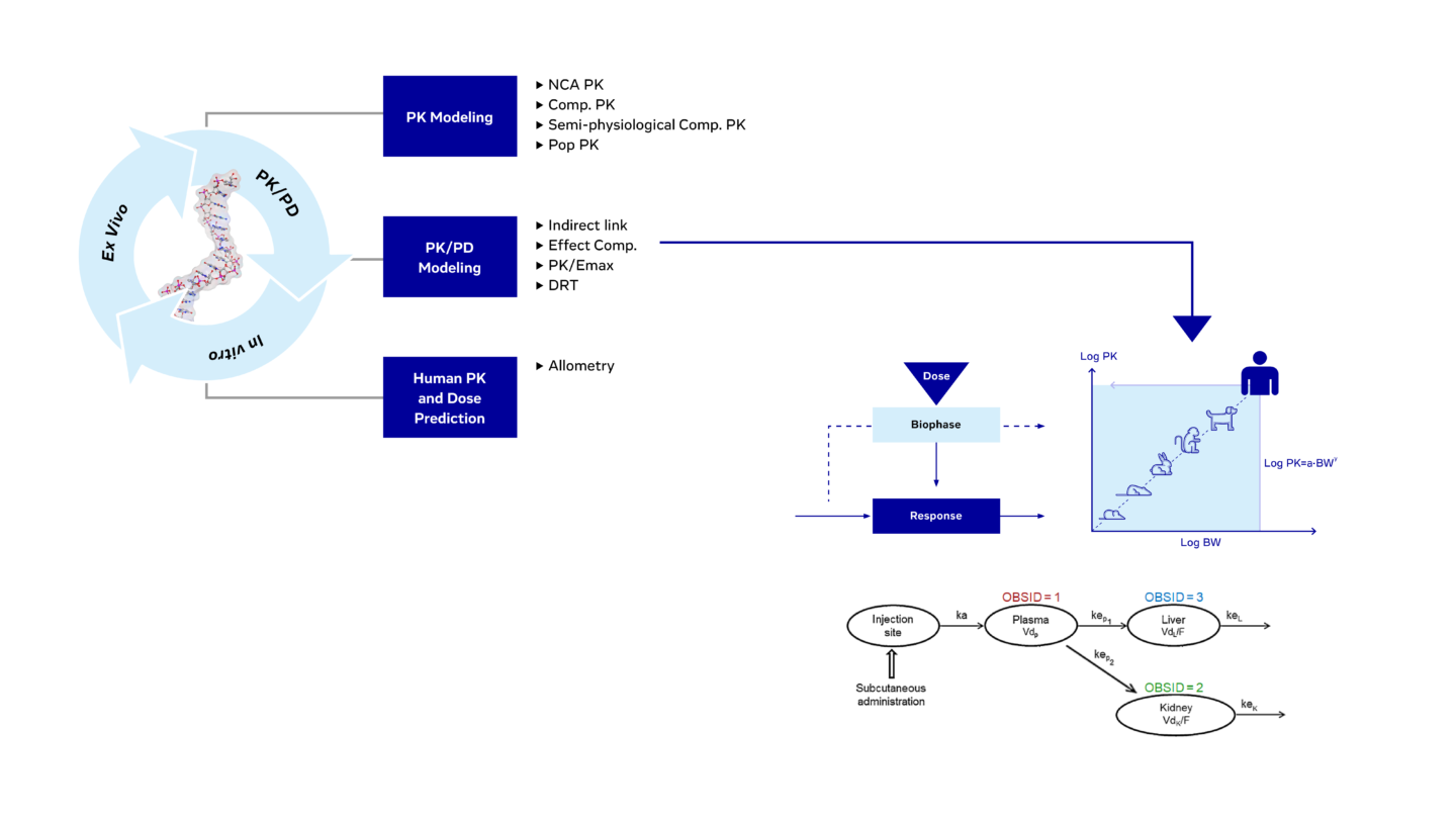 Various Strategies For P Kand PKPD Modeling