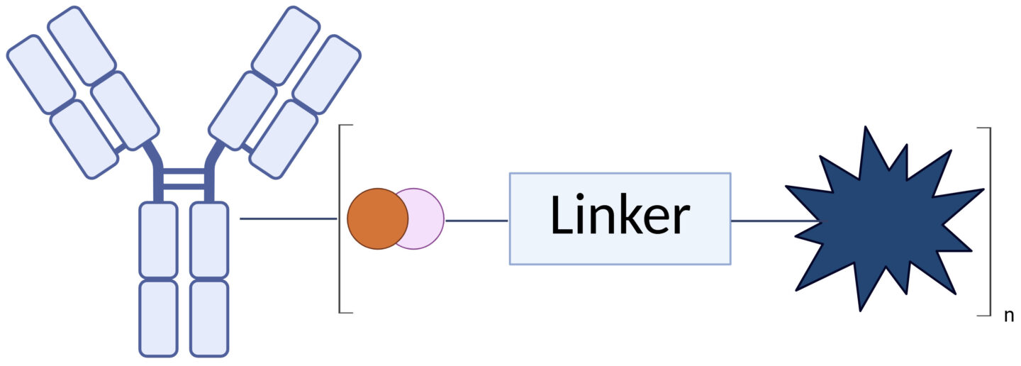 Schematic of Antibody Drug Conjugate Structure