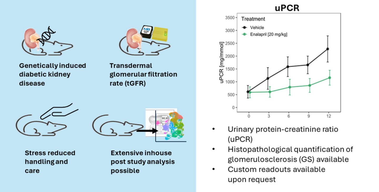 Zsf Rats In Vivo Renal Disease | Evotec