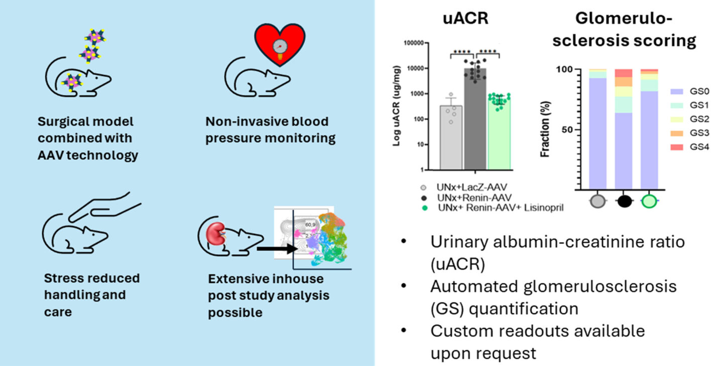 Model of Accelerated Diabetic Kidney Disease
