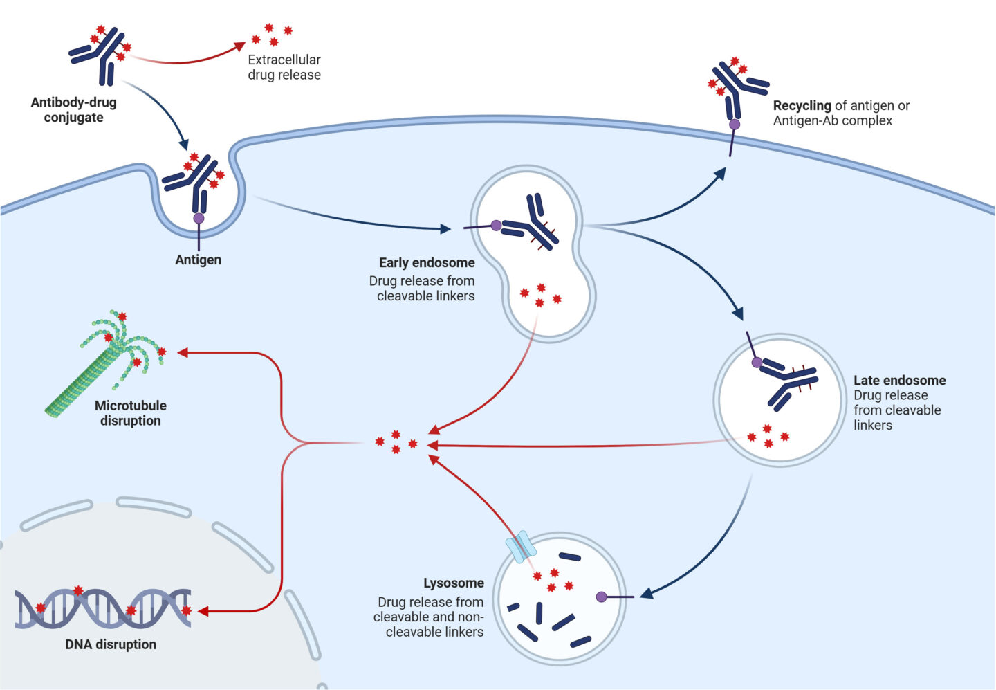 Cellular diagram illustrating antibody-drug conjugate (ADC) mechanism of action within a target cell. The pathway begins with ADC binding to antigen on the cell surface, followed by internalization. Two main pathways are shown: (1) Extracellular drug release depicted at top left where drug molecules (red stars) are released outside the cell, and (2) Intracellular processing where the ADC-antigen complex is internalized via endocytosis. The diagram shows progression through early endosome (where cleavable linkers release drug), late endosome (continued drug release from cleavable linkers), and lysosome (drug release from both cleavable and non-cleavable linkers). Released drugs target two cellular components: microtubules (shown as green tubular structures, causing microtubule disruption) and DNA (depicted as blue double helix, causing DNA disruption). The top right shows recycling of antigen or antigen-antibody complex back to the cell surface. Dark blue arrows indicate the internalization pathway, red arrows show drug release and trafficking routes.