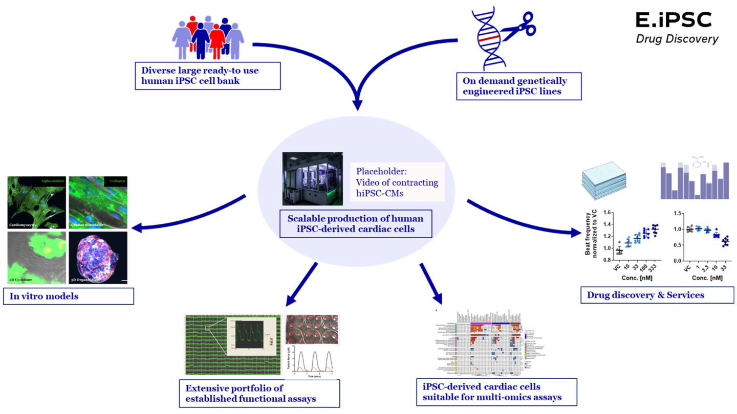 Evotec’s iPSC-cardiomyocyte platform