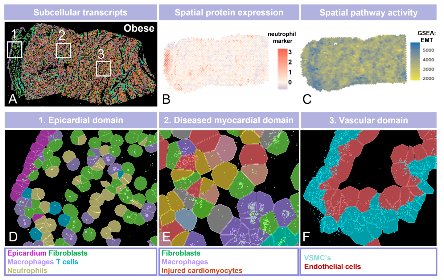 Deciphering the cellular composition of human cardiac spatial molecular domains