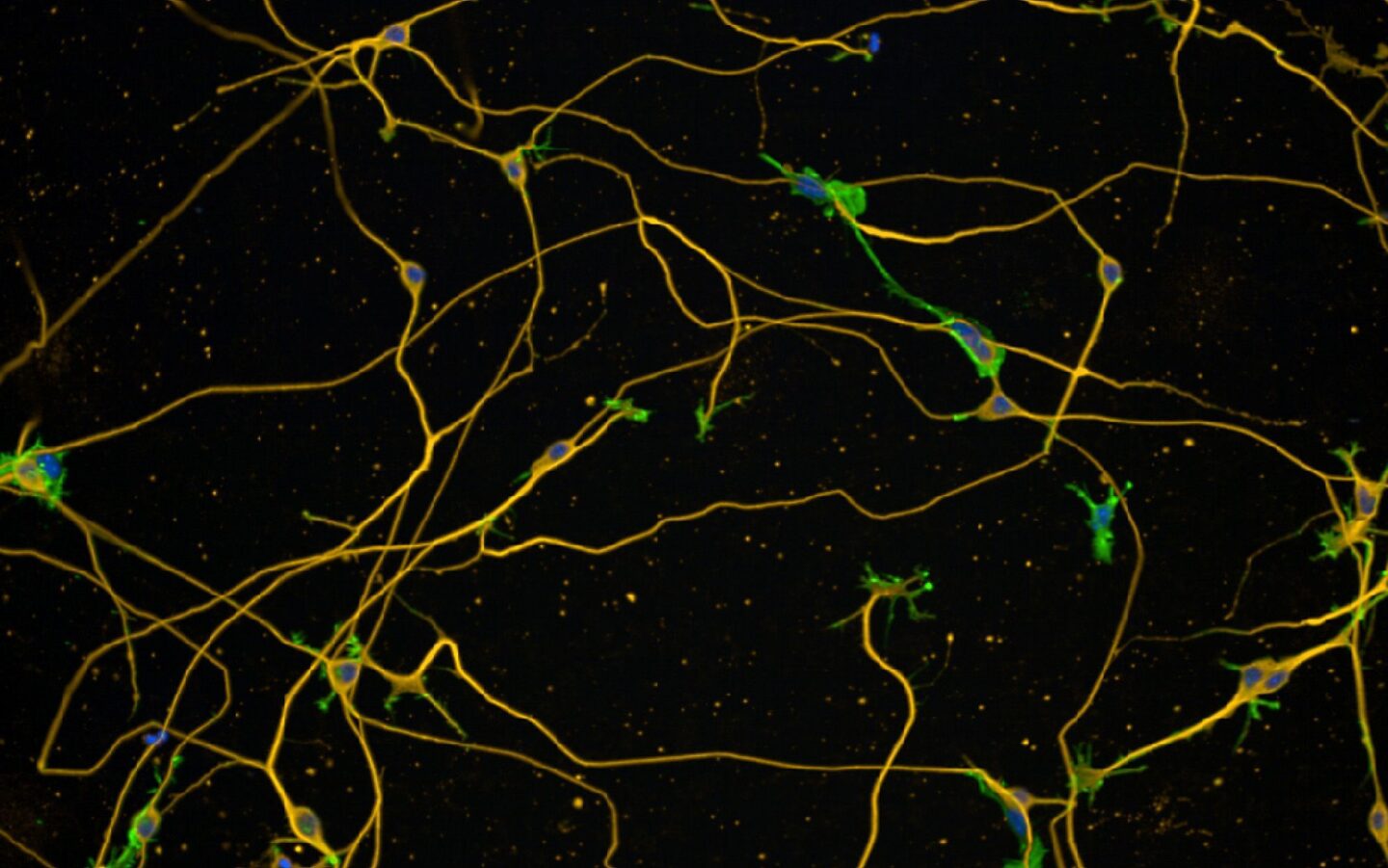 In Vitro Biology Neurosciences