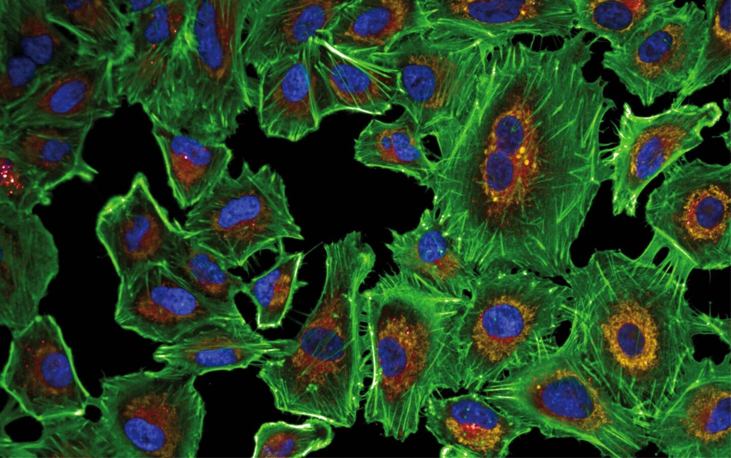 In Vitro Biology Oncology