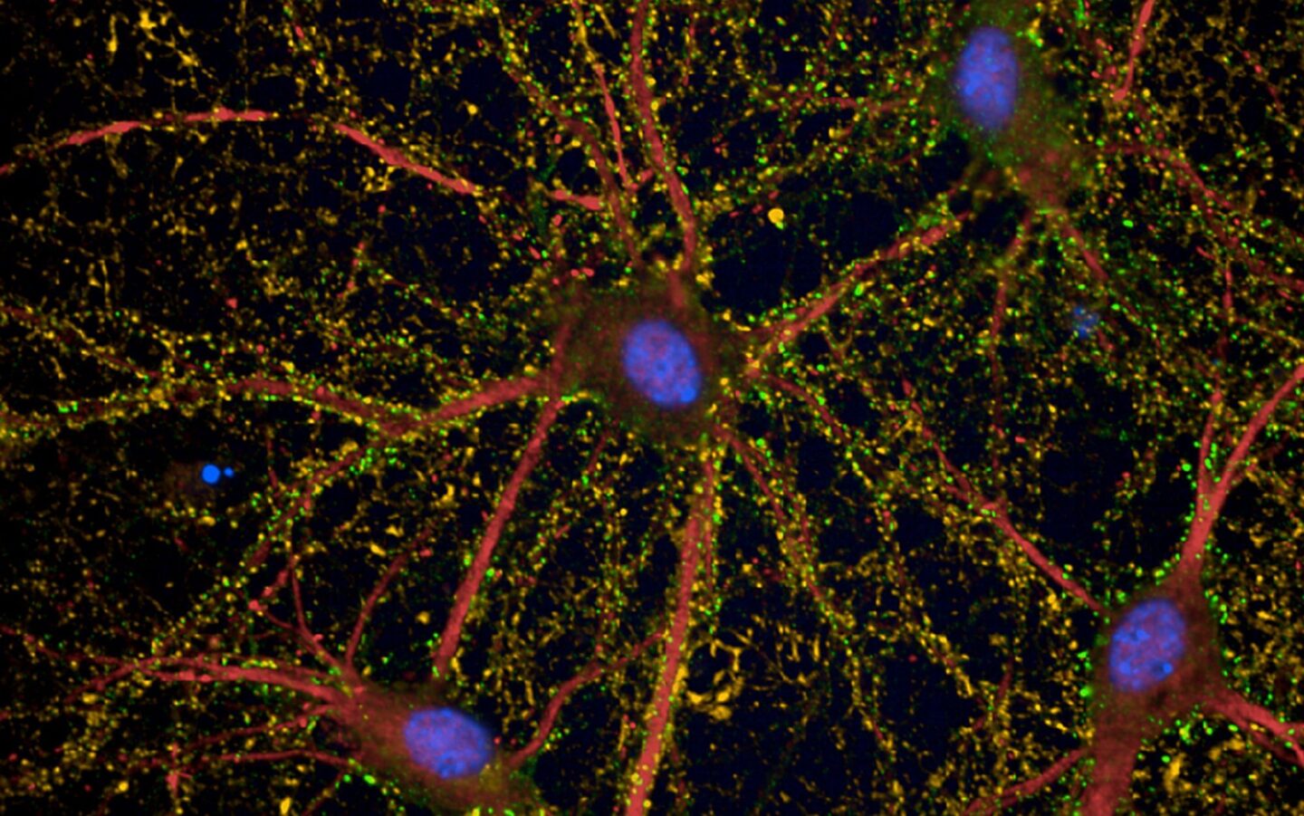 In Vitro Biology Phenotypic Assays