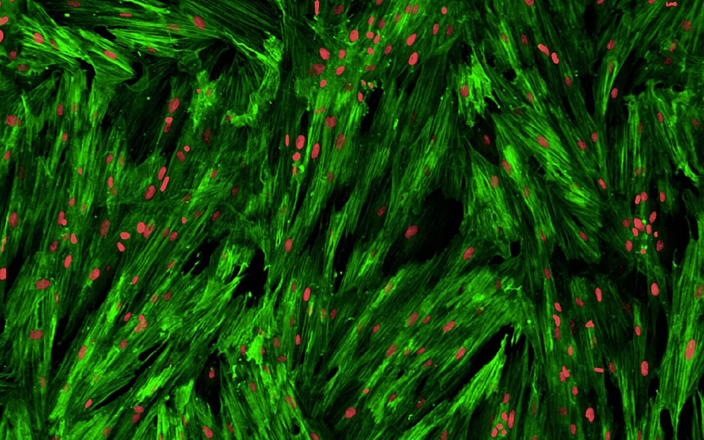 In Vitro Biology Read Outs And Assay Technologies