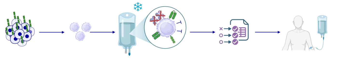 Manufacturing of iPSC-derived CAR T cells.
