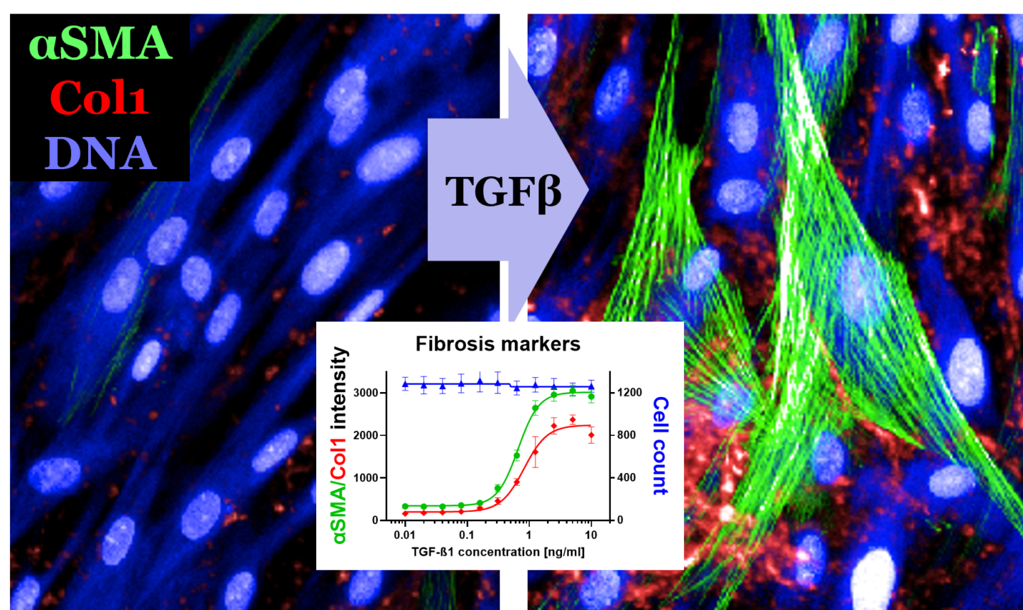 In vitro fibrosis assay 