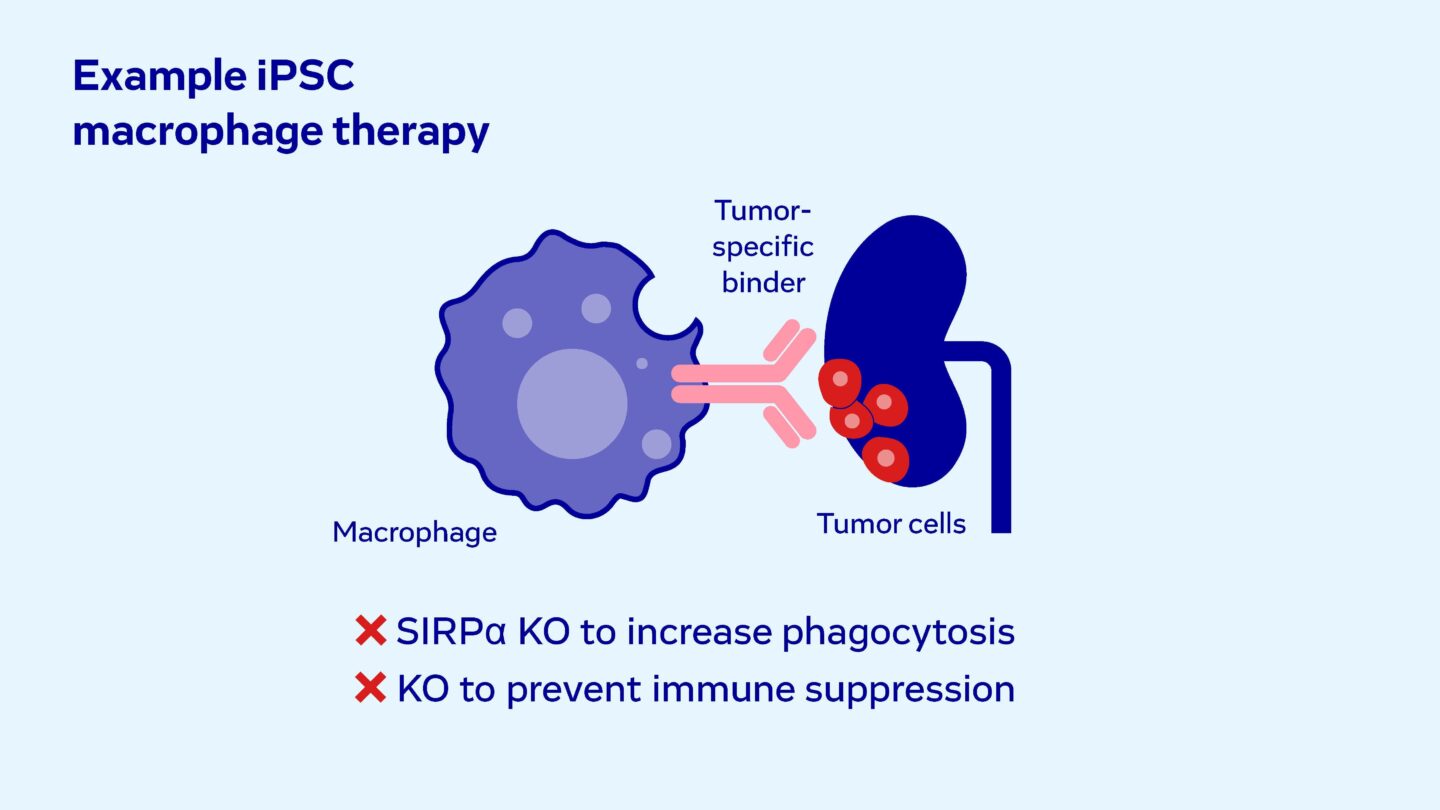 Example iPSC Macrophage Therapy